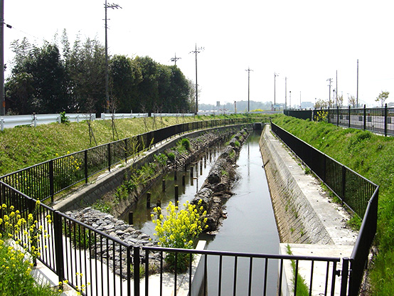 高柳分水路ワンド（加須市琴寄地内）