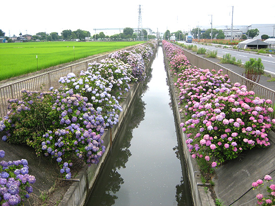 島中領幹線用水路（加須市杓子木地内）